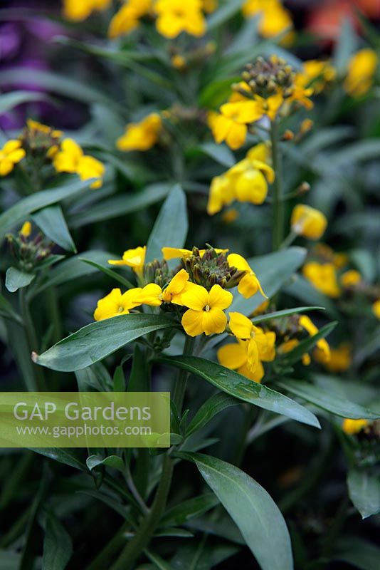 Erysimum 'Rysi Gold' - Giroflée