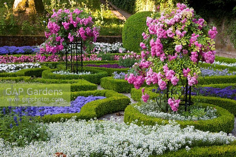 Roses formées dans des parterres de fleurs à bord, Alyssum, Antirrhinum, Begonia semperflorens, Buxus, Heliotropium, Impatiens, Nemesia et Salvia farinacea - Weihenstephan Gardens