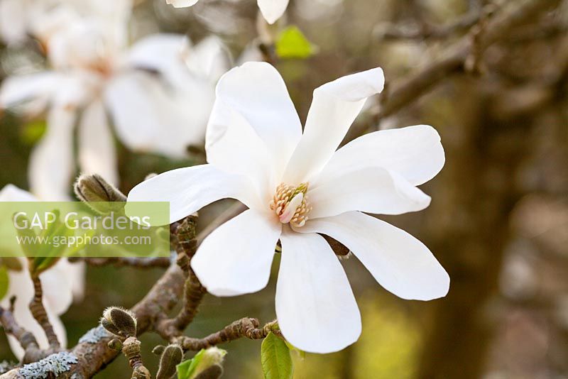 Magnolia salicifolia 'Wada's Memory' fleurit au printemps