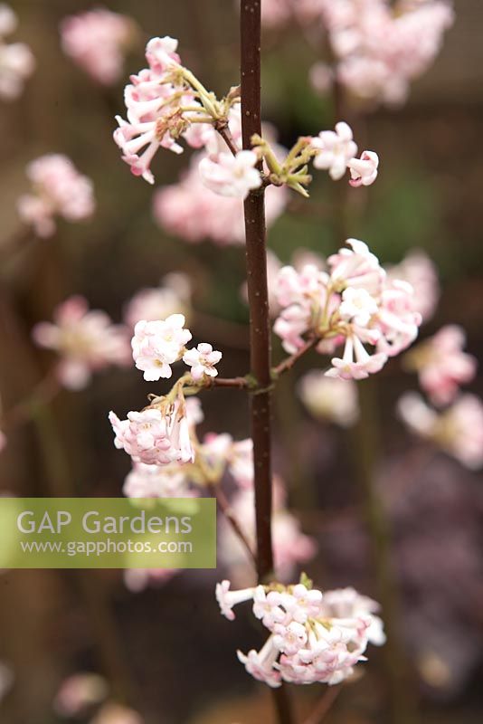 Viburnum bodnantense 'Charles Lamont' floraison en hiver