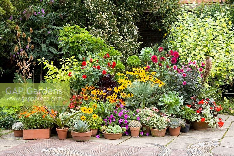 Une collection de pots mixtes exposés dans le jardin de mosaïques de Great Dixter en automne. Les plantes comprennent les dahlias, les rudbeckia, les pétunias, les succulentes, les pélargoniums, l'aeonium, le plam et l'eucomis