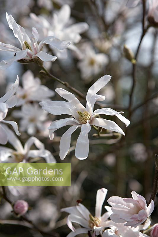 Magnolia x loebneri 'Leonard Messel' en mars