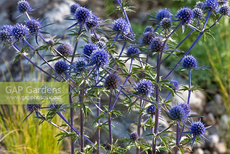 Eryngium planum 'Blaukappe'