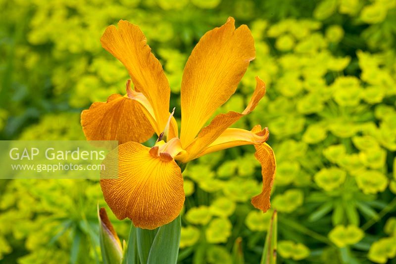 Iris spuria 'Sahara Sands' et Euphorbia seguieriana subsp. niciciana