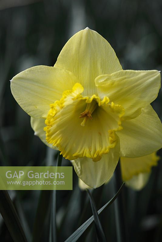 Narcisse 'St Patricks day' close up de fleur
