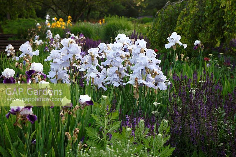 Parterre de fleurs avec Iris barbata 'Eternal Bliss' et Salvia nemorosa