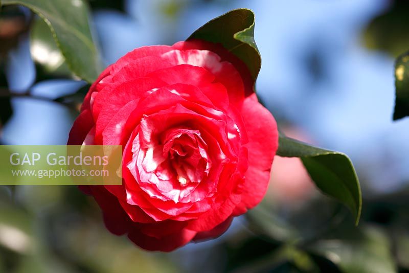 Camellia japonica 'Roi des Belges'