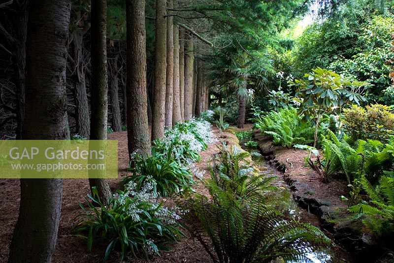 Les arbres comprennent Cedrus deodara, Pinus radiata et Trachycarpus fortunei - palmier Chusan planté de lys Renga renga - Arthropodium cirratum. Les fougères comprennent Matteuccia struthiopteris et Polystichum richardii et les grandes fleurs blanches de Cardiocrinum giganteum