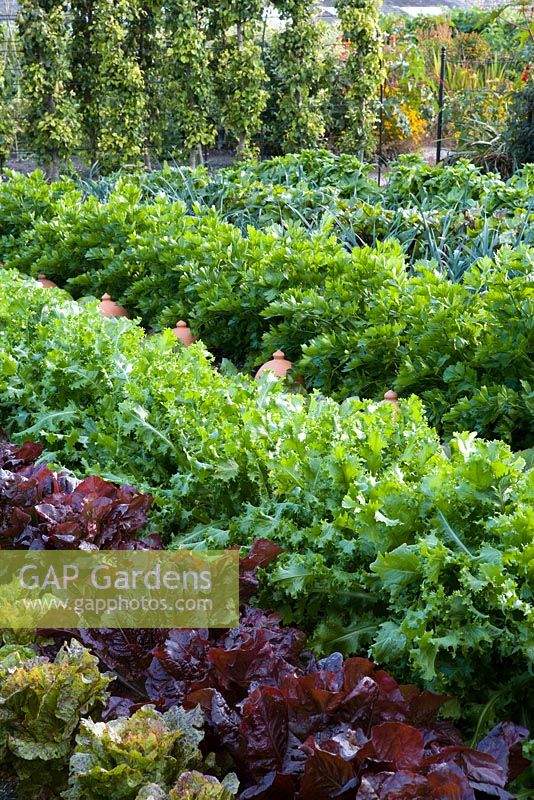 Des rangées de feuilles de salade et de légumes dans le potager de West Dean avec tunnel de poire en arrière-plan.
