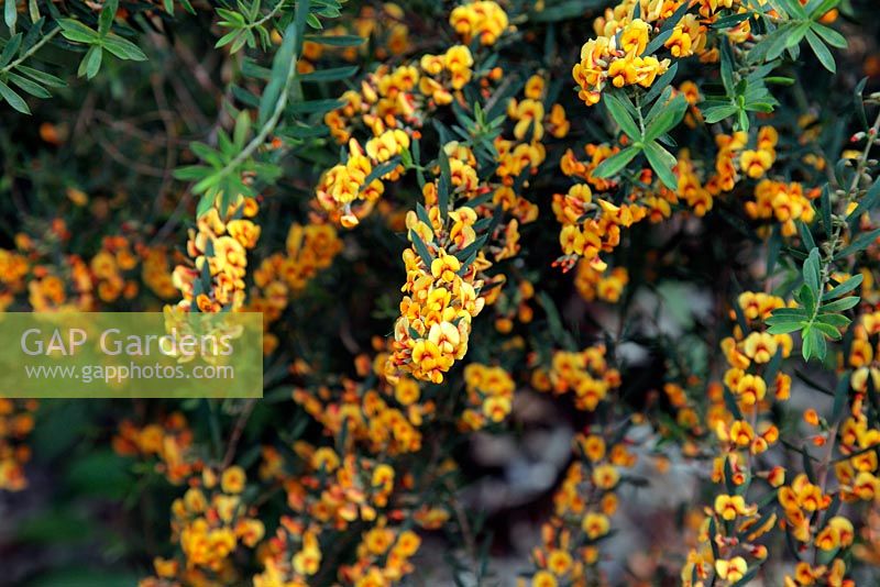 Eutaxia epacridoides au Jardin botanique national du Pays de Galles - Gardd Fotaneg Genedlaethol Cymru