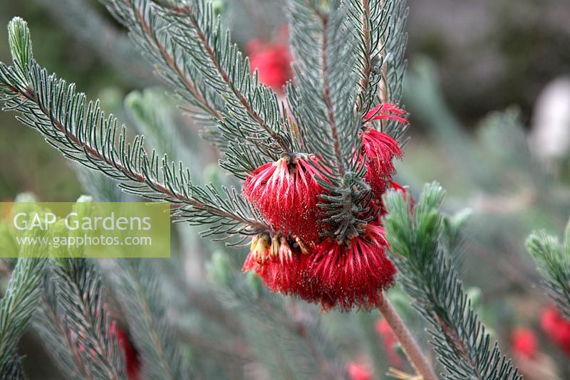 Calothamnus quadrifidus au Jardin Botanique National du Pays de Galles - Gardd Fotaneg Genedlaethol Cymru