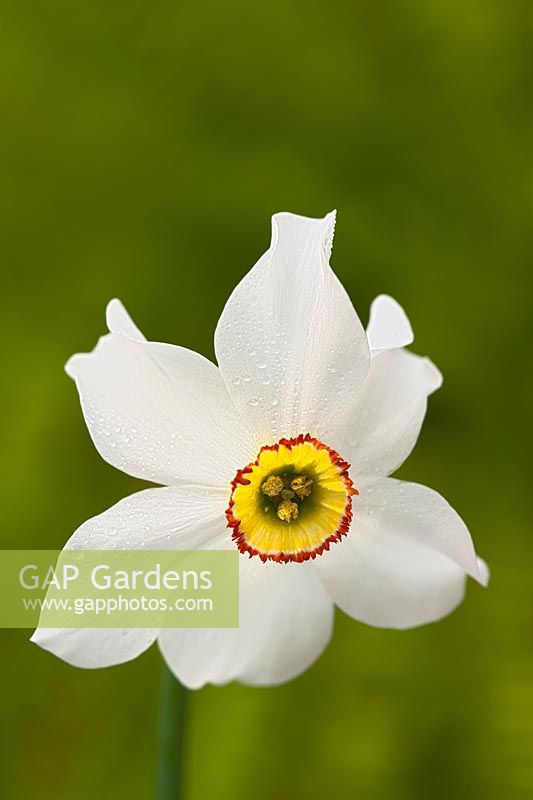 Narcissus grandiflora - Pheasants Eye