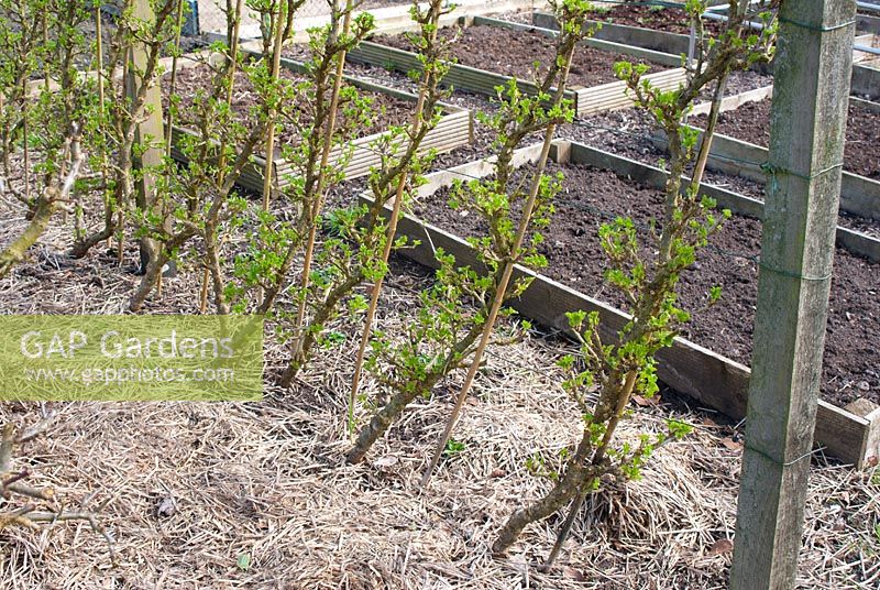 Cordon Ribes - Plantes de groseille à maquereau sur un allotissement avec parterres de fleurs surélevés au printemps