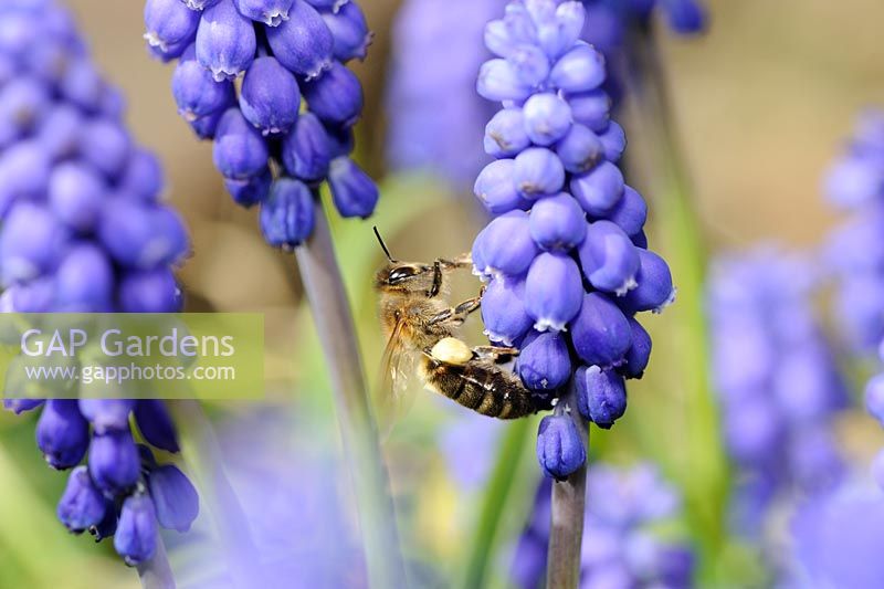 Abeille à miel - Apis mellifera, récoltant le pollen de Muscari atlanticum