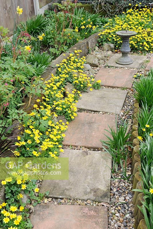 Ranunculus ficaria - moindre chélidoine, poussant à côté de l'allée du jardin