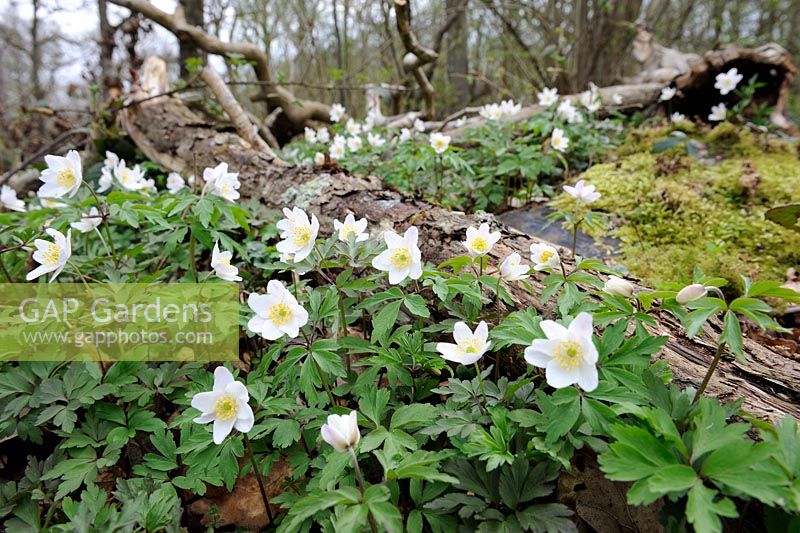 Anemone nemorosa - Anémone des bois dans les bois du printemps, Norfolk, Royaume-Uni, avril