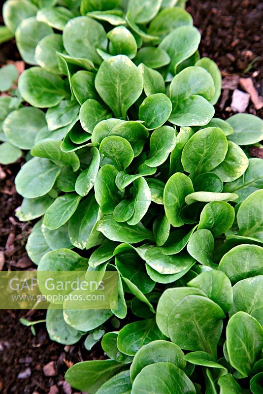 Valerianella - Salade de maïs 'Pulsar RZ' - 8 semaines après semis