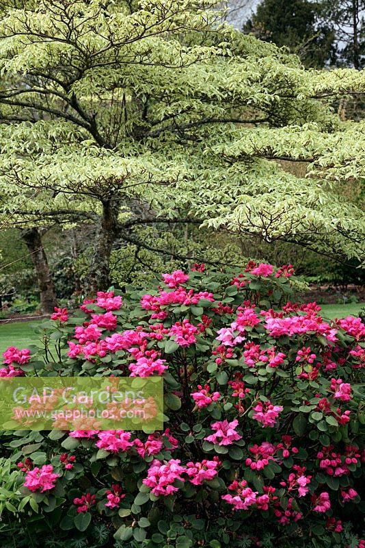 Rhododendron orbiculare et Cornus contraversa 'Variegata' au Jardin RHS, Rosemoor