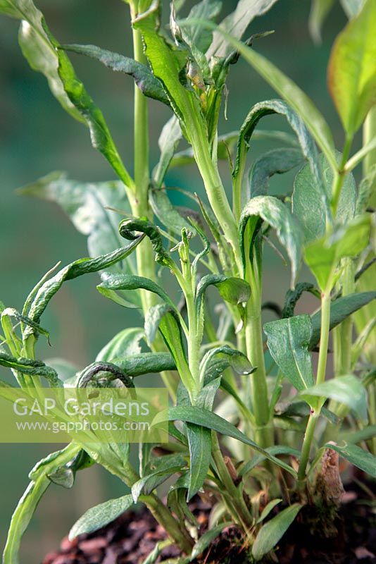 Phlox paniculata cultivar symptômes de Phlox stem lelworm avec des feuilles plus saines à l'arrière