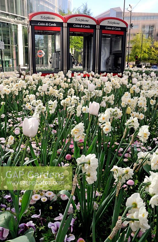 Narcisse avec Tulipa devant des cabines téléphoniques City of London UK