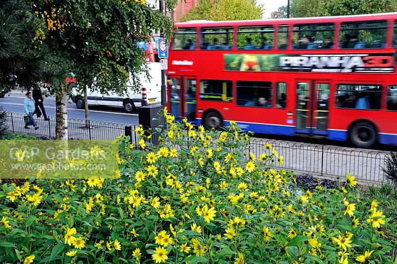 Helianthus - tournesols, soufflant dans le vent à Whittington Park avec passant London bus Holloway Road England UK
