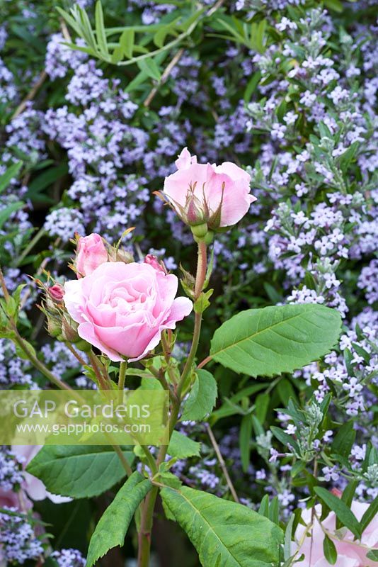 Rose 'Fitz Nobis' avec Buddleja alternifolia