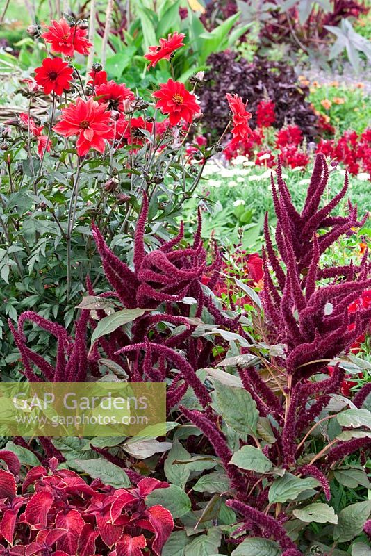 Plectranthus scutellarioides 'Wizard Velvet Red', Amaranthus caudatus 'Oeschberg', cultivar Dahlia 'Bishop of Llandaff'