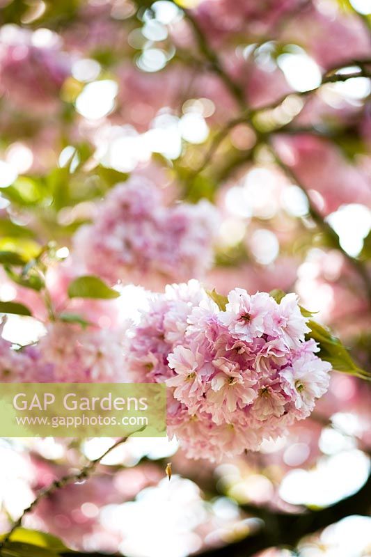 Prunus - Fleur de cerisier en avril