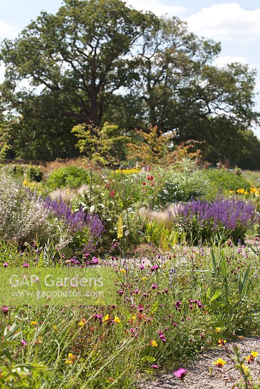 Pré de prairie vivace nord-américaine et parterres de fleurs en serre, RHS Gardens Wisley avec Dianthus carthusianorum, Echinacea, Oenothera.
