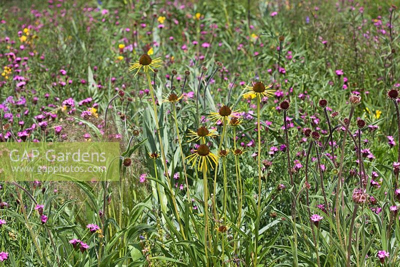Prairies vivaces d'Amérique du Nord, RHS Gardens Wisley avec Echinacea paradoxa, Dianthus carthusianorum