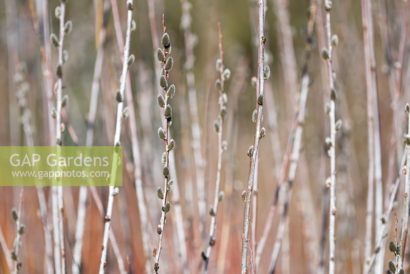 Salix irrorata bourgeons au début du printemps