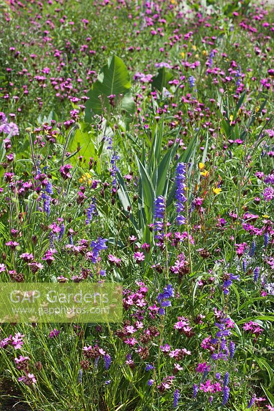 Prairie des prairies vivaces d'Amérique du Nord, RHS Gardens Wisley. Dianthus carthusianorum, Echinacea, Oenothera tetragona, Penstemon