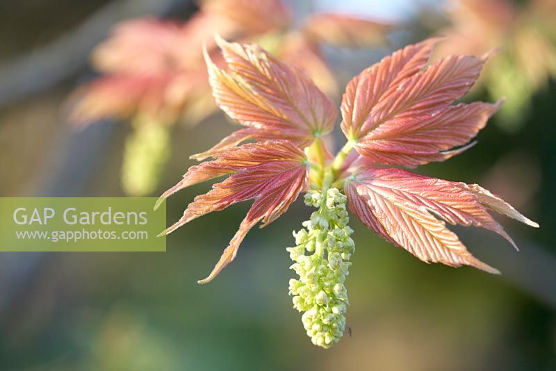 Acer pseudoplatanus 'Prinz Handjery'