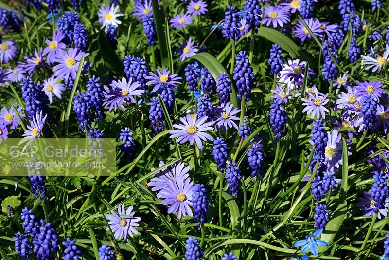 Anémone blanda et Muscari latifolium