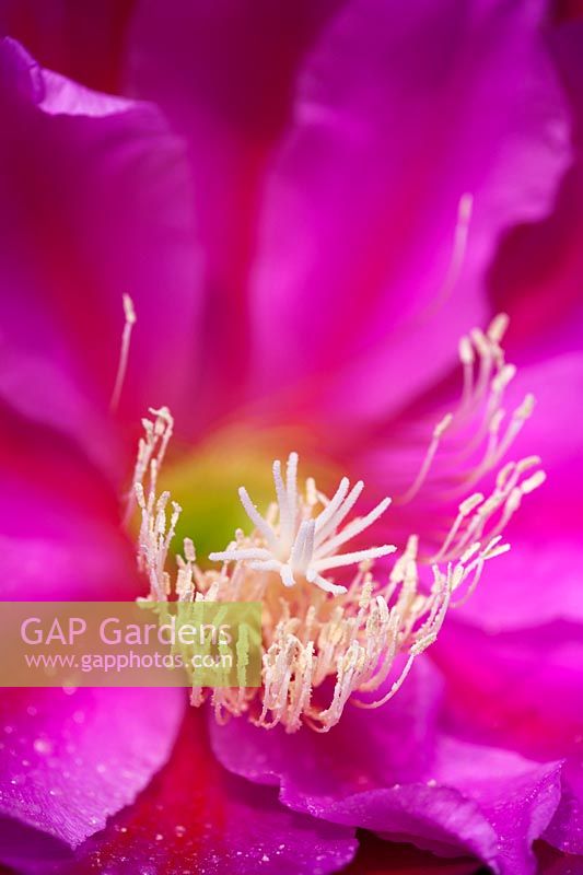 Epiphyllum 'Whatta Dream' - Fleur de cactus