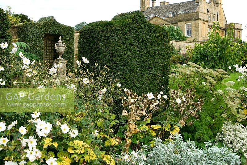 Taxus - If commun découpé en forme d'arches pointues dans des parterres de fleurs dans le jardin blanc contenant des roses, des anémones japonaises et des érythiums. Bourton House, Bourton-on-the-Hill, Moreton-in-Marsh, Glos, Royaume-Uni