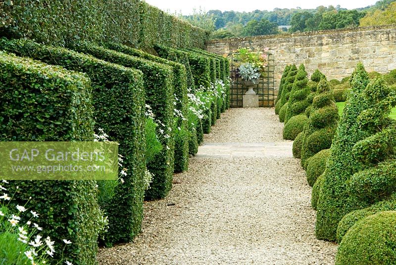 Buxus - Box contreforts alternent avec des pots d'Argyranthemums - Marguerites, dans le Jardin Blanc. Bourton House, Bourton-on-the-Hill, Moreton-in-Marsh, Glos, Royaume-Uni