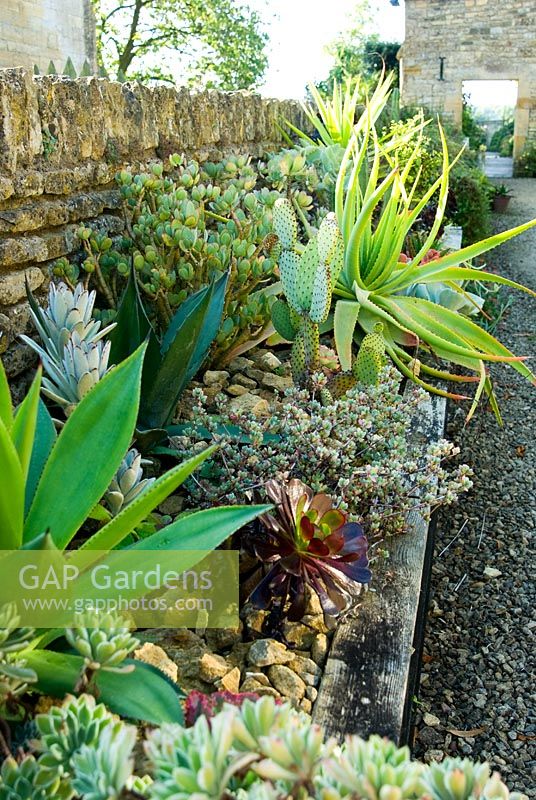 Augmentation d'auge de succulentes et de cactus. Bourton House, Bourton-on-the-Hill, Moreton-in-Marsh, Glos, Royaume-Uni