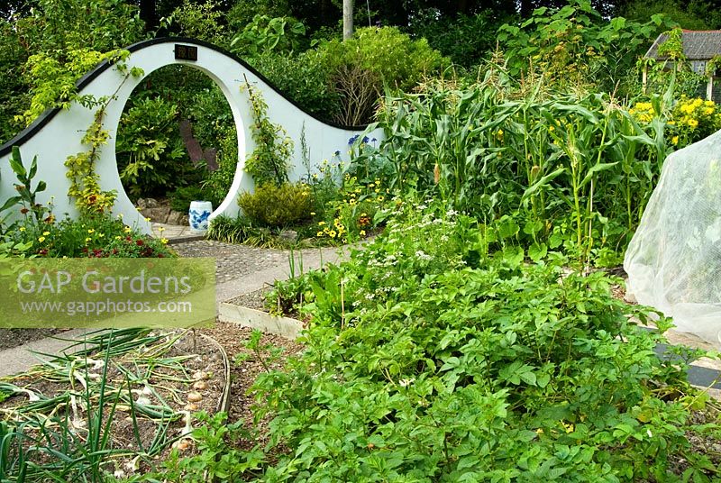 La porte de la lune marque le passage du potager au jardin errant, encadrée par des arbres fruitiers formés, des Rudbeckias et des Tagetes - des soucis avec des oignons prêts à récolter au premier plan. Beggars Knoll, Newtown, Westbury, Wiltshire, Royaume-Uni