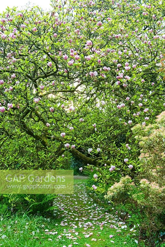 Chemin herbeux passe sous les branches arquées de Magnolia x soulangeana - Trewidden, Pont Buryas, Penzance, Cornwall, UK