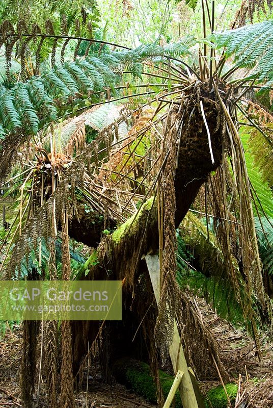 Dicksonia antarctica - fougères arborescentes australiennes, dans une fosse profonde, preuve d'une exploitation précoce de l'étain sur le site. Trewidden, Buryas Bridge, Penzance, Cornwall, UK