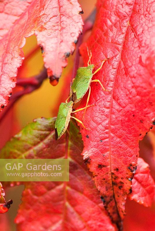 Paire de Palomena prasina - Green Shield Bugs, sur Acer tataricum subsp. ginnala