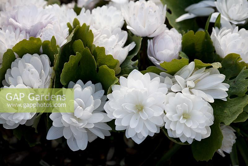 Sanguinaria canadensis f. multiplex.