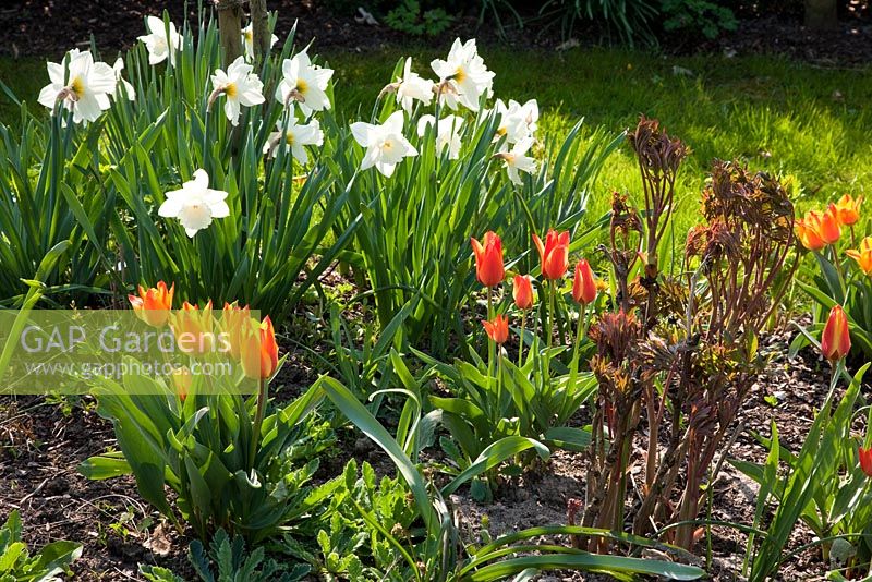 Narcisse et Tulipa avec pivoine arborescente