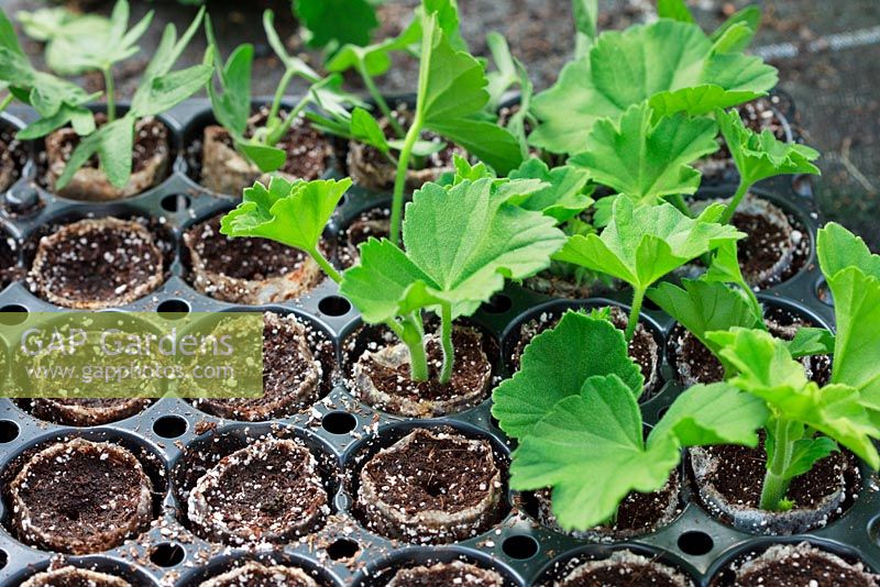 Boutures de pélargonium dans un bac de propagation avec des pots en molleton