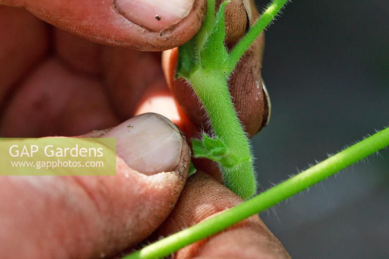 Les stipules sont soigneusement retirées des boutures de Pelargonium