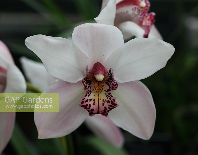 Cymbidium 'Pink Ice gx Cotton Fields' gros plan de fleur