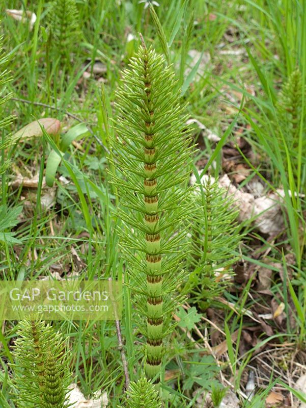 Equisetum 'Marestails' Mauvaises herbes très envahissantes et difficiles à éradiquer.