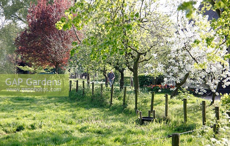Prairie avec arbres en fleurs au parterre de fleurs et petit déjeuner à Velp, Brabant, Hollande