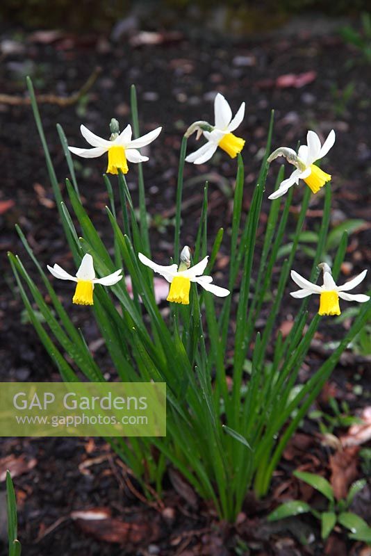 Narcisse 'Jack Snipe' plante en fleur